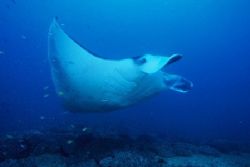 "Manta Ray"
Taken at Manta Reef in Mozambique on cleanin... by Brian Welman 